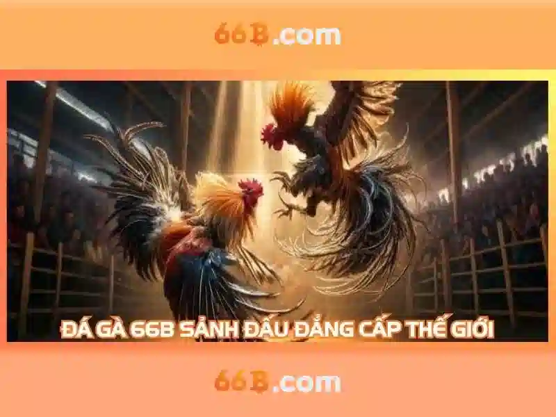 66b là gì?