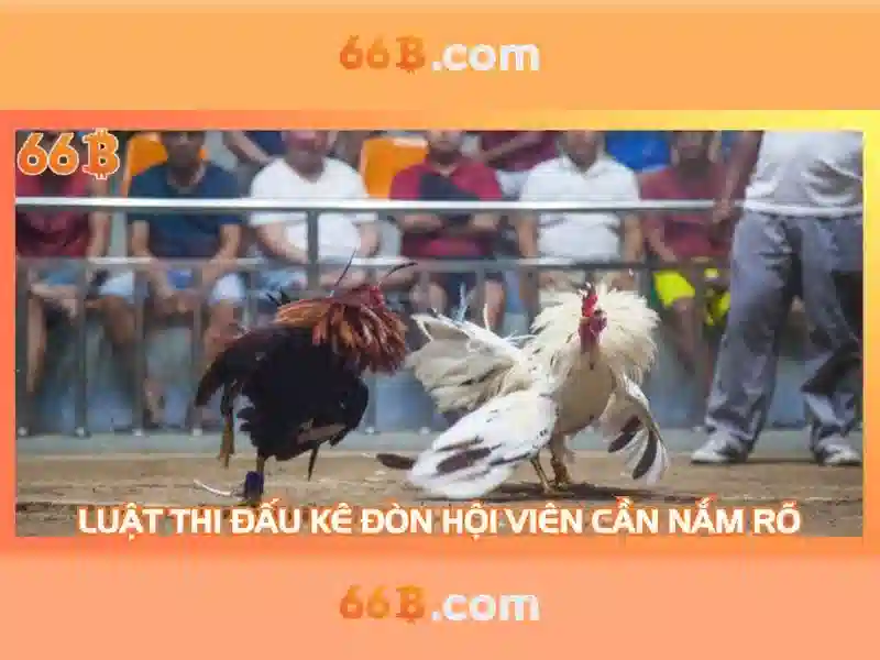 66b là gì